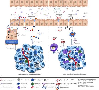 The impact of the microbiome in cancer: Targeting metabolism of cancer cells and host